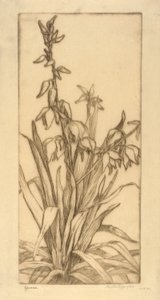 虞美人 作者 伯莎·E·雅克