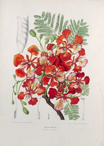 Poinciana Regia，插图来自鲜花，水果和植物的选择植物和爪哇岛的波莫纳，由G. Severeyns雕刻，1885年（彩色石版画）