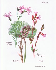 Butterbur，Ragged Robin，Red Campion，1951 作者 贝西·D·英格利斯