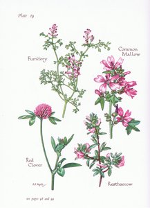 普通锦葵，Restharrow，Fumitory，红三叶草，1951年
