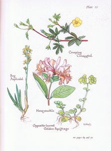 匍匐五叶草，沼泽Asphodel，金银花或Woodbine，对面的金色Saxifrage，1951年