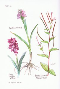早紫色兰花，斑点兰花，宽叶柳叶草，1951年 作者 贝西·D·英格利斯