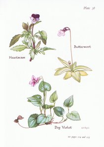 Heartsease，Dog Violet，Butterwort，1951