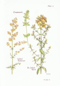 Ladies Bedstraw，Crosswort，St Johns Wort，1951