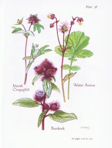 Marsh Cinquefoil，Burdock，Water Avens，1951