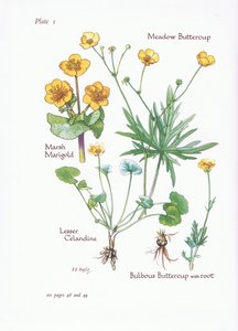 Marsh Marigold，Lesser Celandine，Meadow Buttercup，Bulbous Buttercup，1951