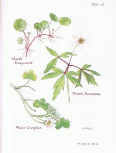 Marsh Pennywort，Wood Anemone，Water Crowfoot，1951
