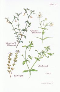 鼠耳草，大针茅，鹅肠菜，小米草，1951年