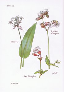 Ramsons，Bladder Campion，Sea Campion，1951 作者 贝西·D·英格利斯