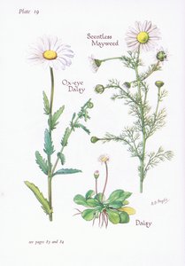 无香味的Mayweed，Daisy，Ox-Eye Daisy，1951
