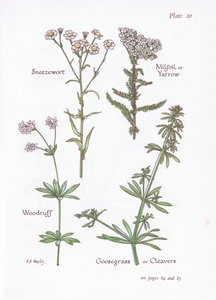 Sneezewort，Milfoil或Yarrow，Woodruff，Goosegrass或Cleavers，1951