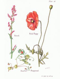 栗色，猩红色的Pimpernel，Field Poppy，1951