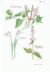 Travellers Joy，Enchanters Nightshade，Snowdrop，1951