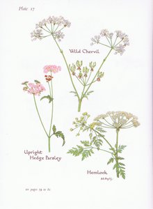 Wild Chevril，Hemlock，Upright Hedge Parsley，1951