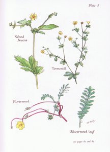 Wood Avens，Tormentil，Silverweed，1951 作者 贝西·D·英格利斯