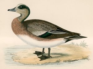 美国Wigeon