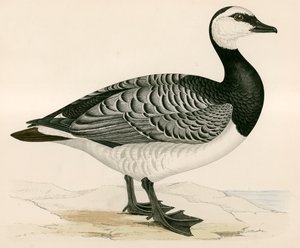 Bernicle Goose