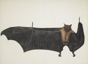 伟大的印度果蝠，约。 1777-82。 作者 巴瓦尼达斯