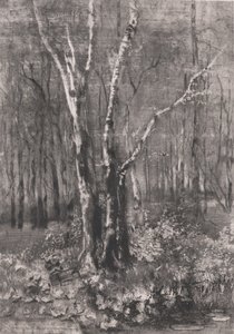 蒙扎附近公园里的树林，1895年。