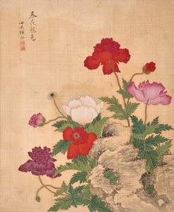 作者 