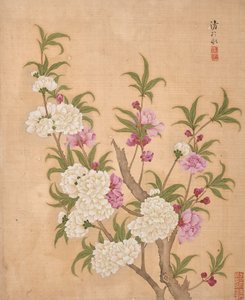  作者 