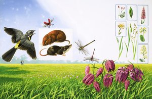 花田，包括灰鹡鸰、红心甲虫、田鼠以及各种草和植物 作者 鲍勃·赫西