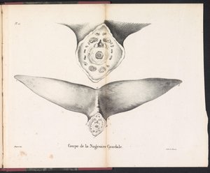 鲸鱼尾鳍剖面，1827 年
Coupe de la Nageoire Caudale（物上标题）