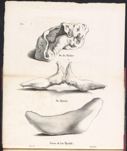 鲸鱼舌骨的三个部分，1827 年
Os du Rocher / Os Hyoid / Corne de l
