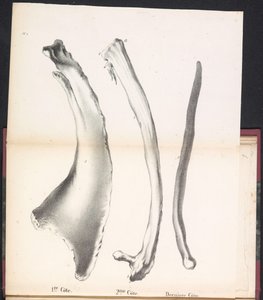 鲸鱼的三条肋骨，1827 年
1re Côte / 2me Côte / Derniere Côte （物上标题）
