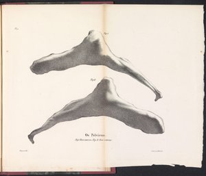 鲸髋骨，1827 年
Os Pelviens（物品上的标题）