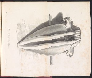 斯切尔-范-德-瓦尔维斯, 1827 年
头骨顶部（标题在实物上）