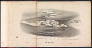 鲸鱼的雌性性器官，1827 年
Vue de la Vulve（物上标题）