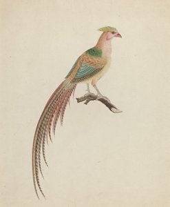 金鸡(Chrysolophus pictus)