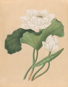 东印度莲(Nelumbo nucifera)