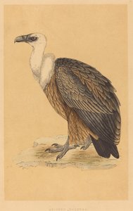 狮鹫（Griffon Vulture