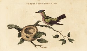 安的列斯峰蜂鸟，Orthorhyncus cristatus 作者 英国学校