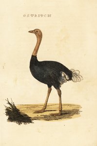 普通鸵鸟，Struthio camelus 作者 英国学校
