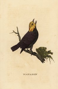金头山雀，Ceratopipra erythrocephala 作者 英国学校