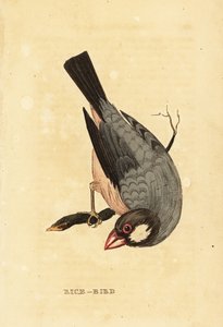 爪哇麻雀 Lonchura oryzivora 作者 英国学校