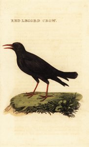红嘴山鸦，Pyrrhocoraxpyrrhocorax 作者 英国学校