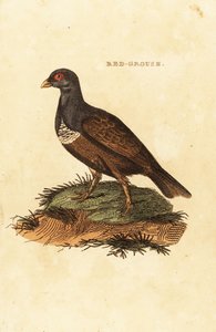 红松鸡 (Lagopus lagopus scotica) 作者 英国学校