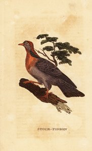 种鸽 作者 英国学校