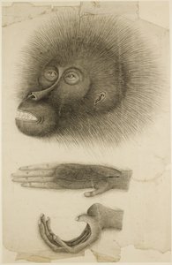红毛猩猩的头和手，c.1818-30（纸上铅笔和水彩） 作者 英国学校