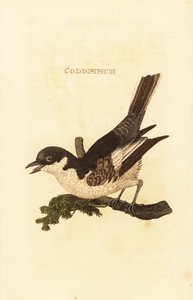 白鹡鸰 (Motacilla alba) 作者 英国学校