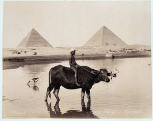 一个孩子和一头牛在 Chephren (Khephren) 和 Kheops (Cheops, Keops, Khoufu, Khufu) 和吉泽 (Guiseh, Giza, Giza) 金字塔脚下的水体中 - Freres Zangali 的照片，19 世纪末 世纪