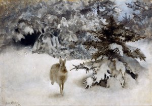 雪中的野兔