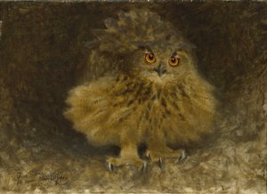 鹰猫头鹰，1905年