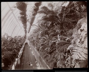 1894年纽约塔里敦海伦古尔德庄园（杰伊古尔德故居）的温室植物（银色明胶印刷品） 作者 拜伦公司