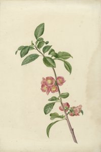 日本樱花的花枝 作者 CJ克鲁梅尔