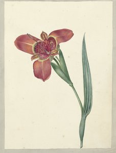 名为 Ferraria Tigrina 的花 作者 CJ克鲁梅尔